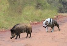 Look What Happened to This Pitbull When It Dare to Attack Boar